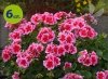 pelargonia calliope różowa z oczkiem
